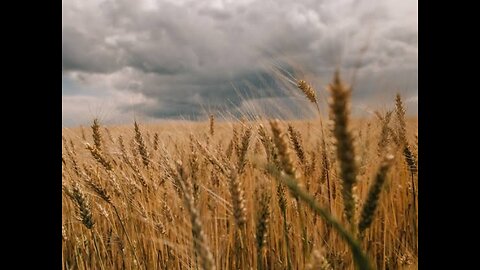 1ST END_TIME PARABLE - The Wheat and the Tares