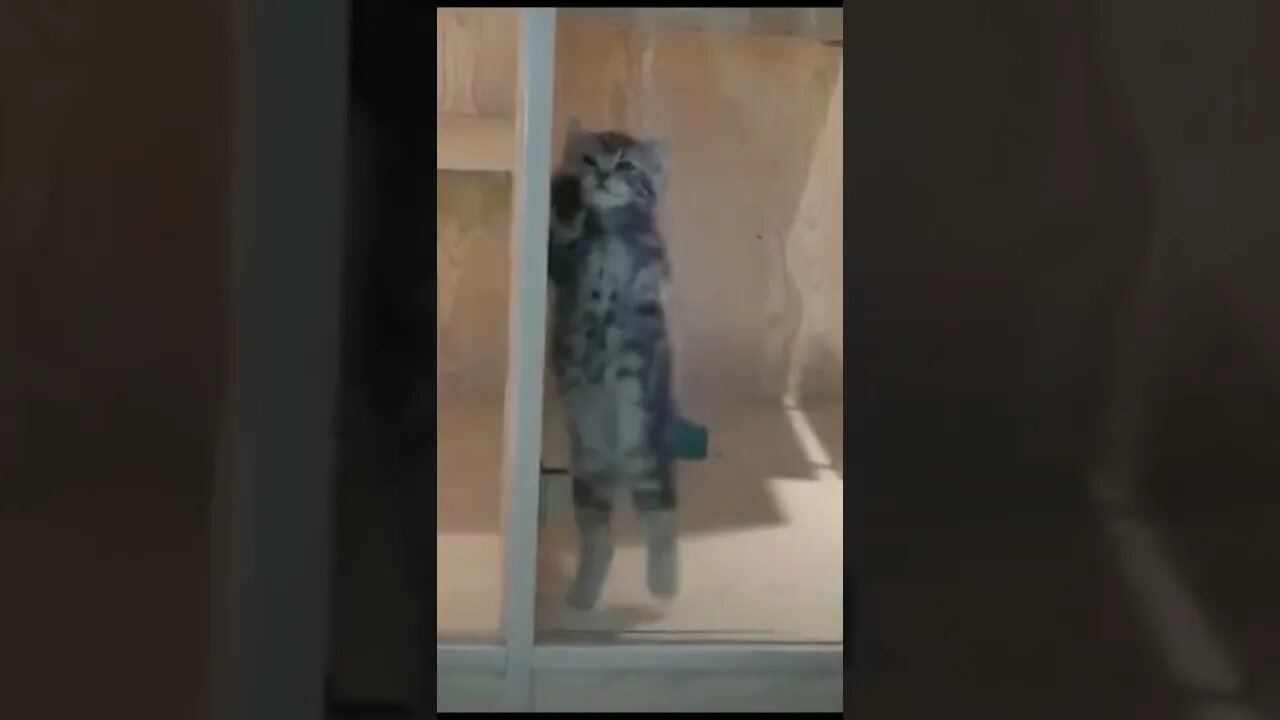 Funny Cat|Cute Cat