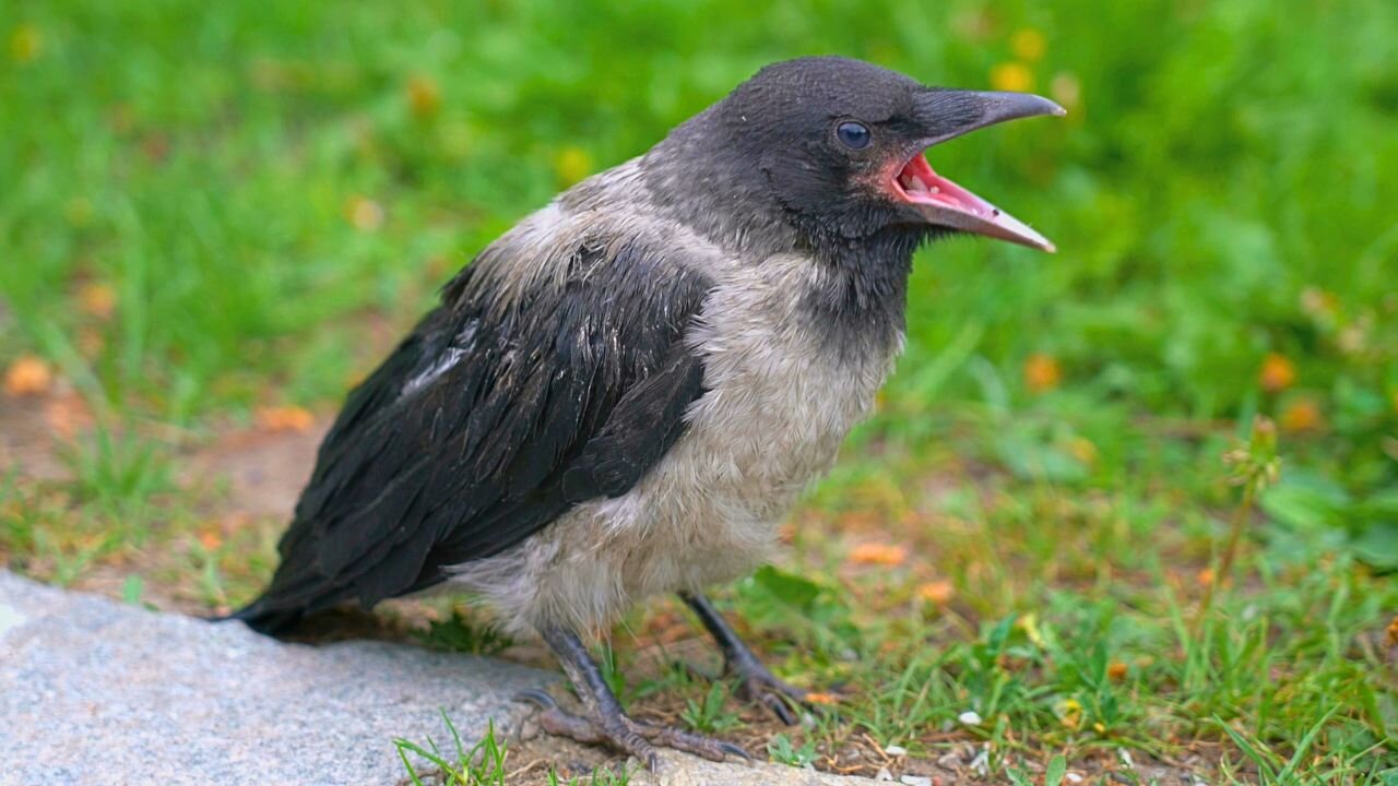 Hooded Crow Fledgling Cures Hiccups