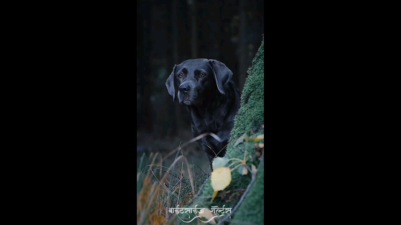 Forest Dog