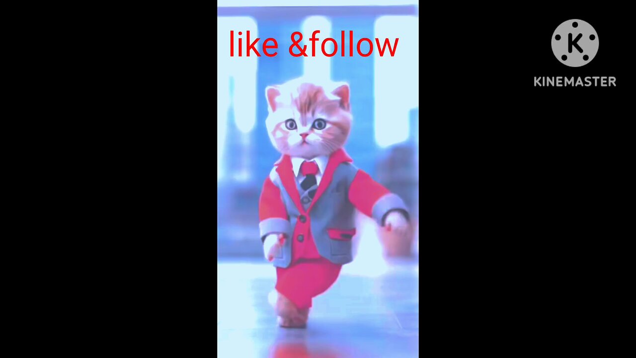 Quit cat dance#song#like# follow#🥰😍