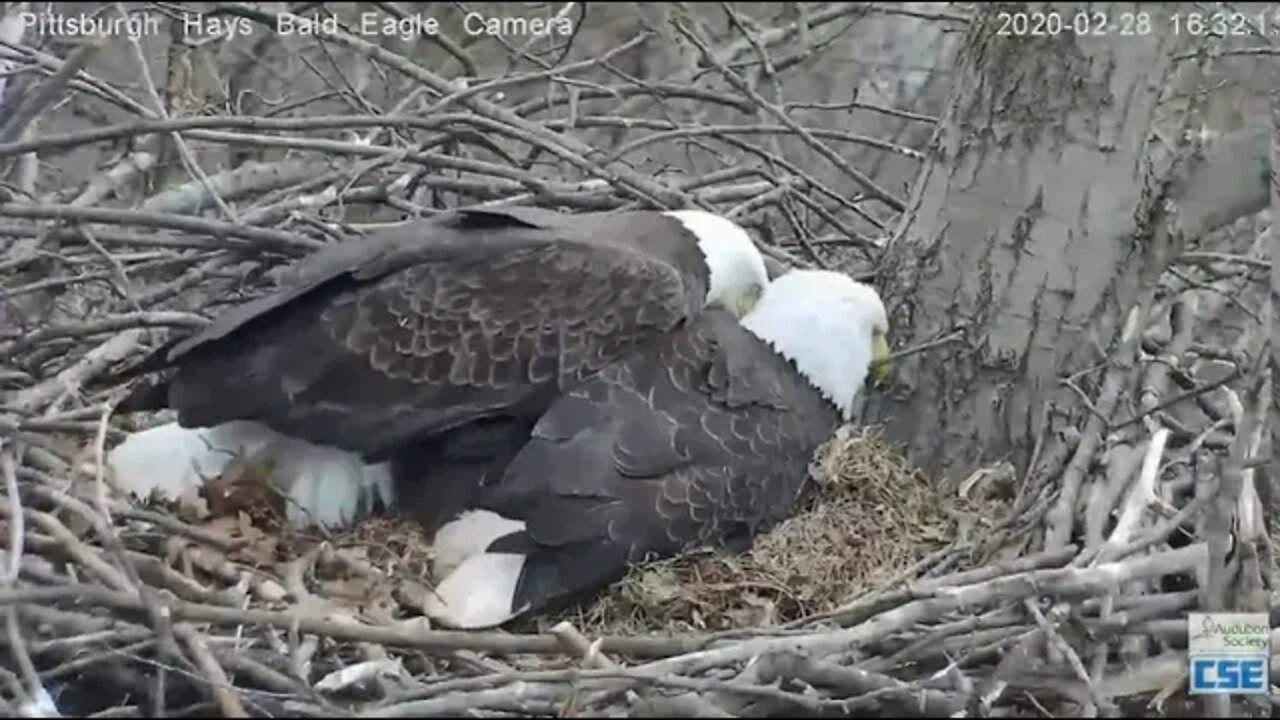 Hays Eagles Mom came in to step on Dad's tail & nudge Dad off eggs 2020 02 28 430pm