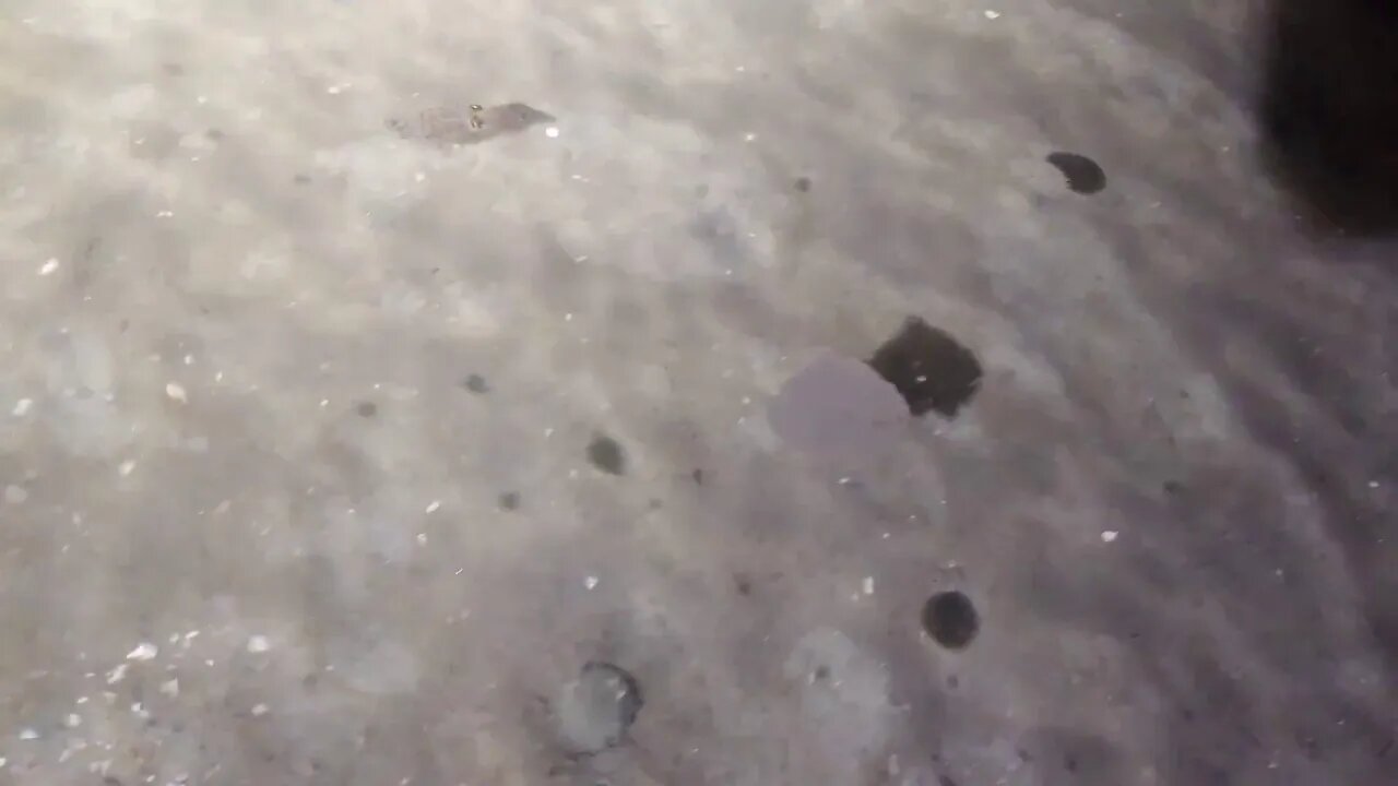 SUPER TINY baby squid swimming in a tide pool (plus the "bigger" picture) - October 27, 2019