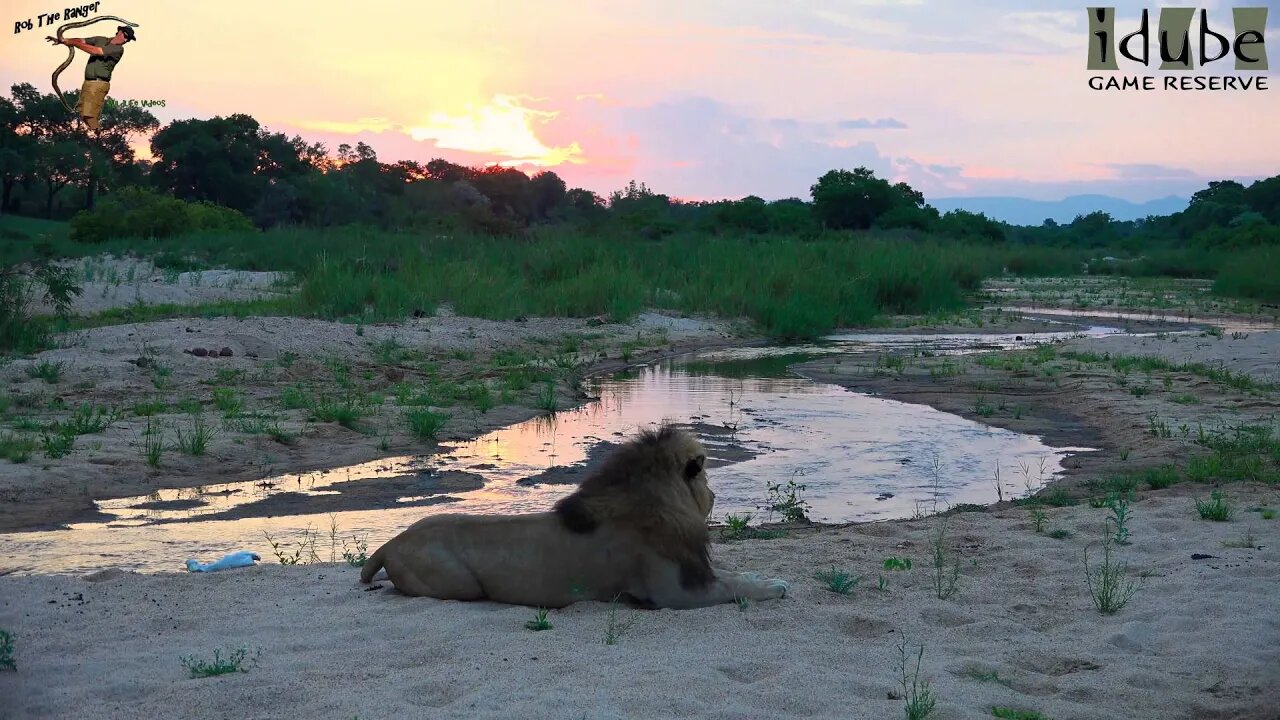 Lion At Sunset