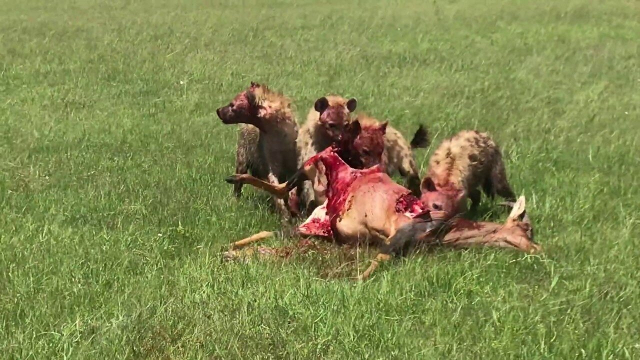 Pack of Hyenas killing an Antelope