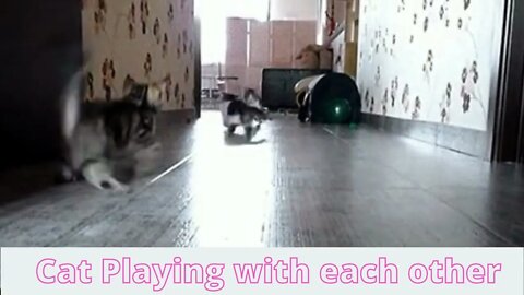 Cat Playing with each other , funny cute cats , #shorts ,try not to laugh,Funny Cute Pets Lovers