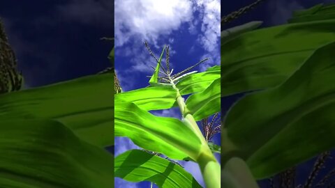 Corn Stem With Blue Sky | whatsapp status | Status