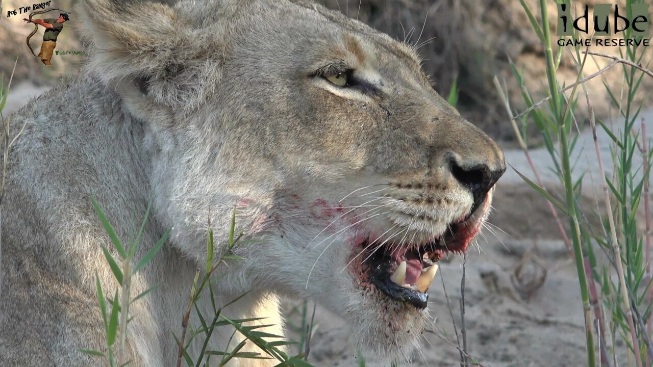 Daughters Of The Mapogo Lions - Rebuilding The Othawa Pride - 137: New Cubs Born!