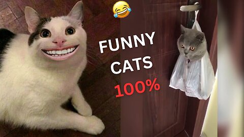 Funny animals - Funny cats / dogs - Funny animal videos 2023