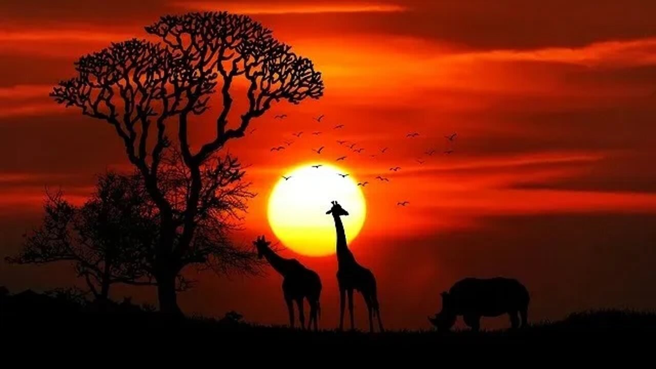 Cute Peaceful Music / Kids Nap/ Pets Music / Giraffes / @Relax Body and Soul