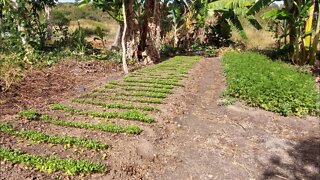 Hortaliças Coentro cheiro verde #Nordeste