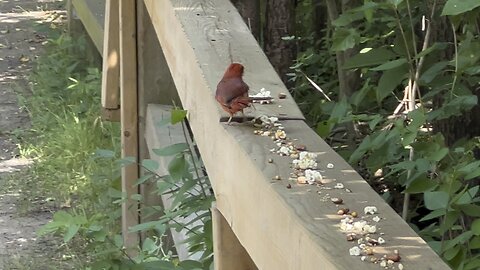 Angry bird Cardinal 😍