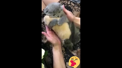 cutecat hugs to babydog