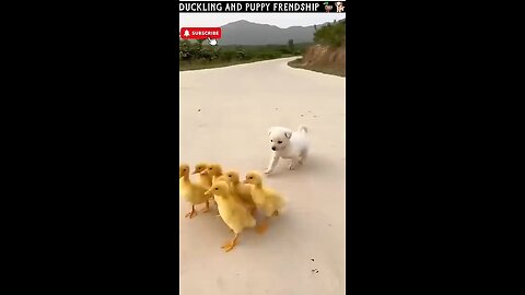 Duck and puppy friendship