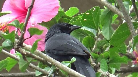 Canto do Pássaro Preto Fêmea para Esquentar, dar Fogo ao Macho