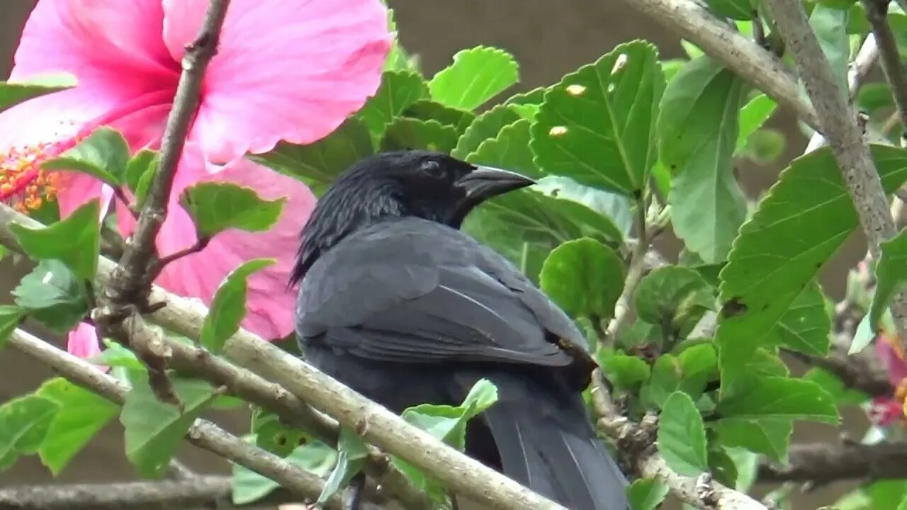 Canto do Pássaro Preto Fêmea para Esquentar, dar Fogo ao Macho