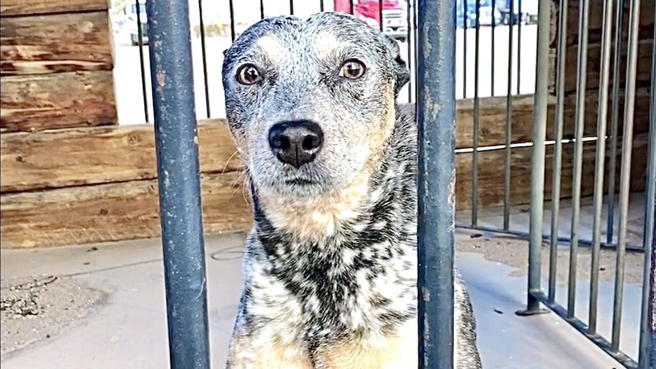 Trucker’s Dog Goes to JAIL!! Why Did You Do It ZIPPY BLUE HEELER?!?! OTR CDL Truck Driver Criminal Australian Cattle Dog