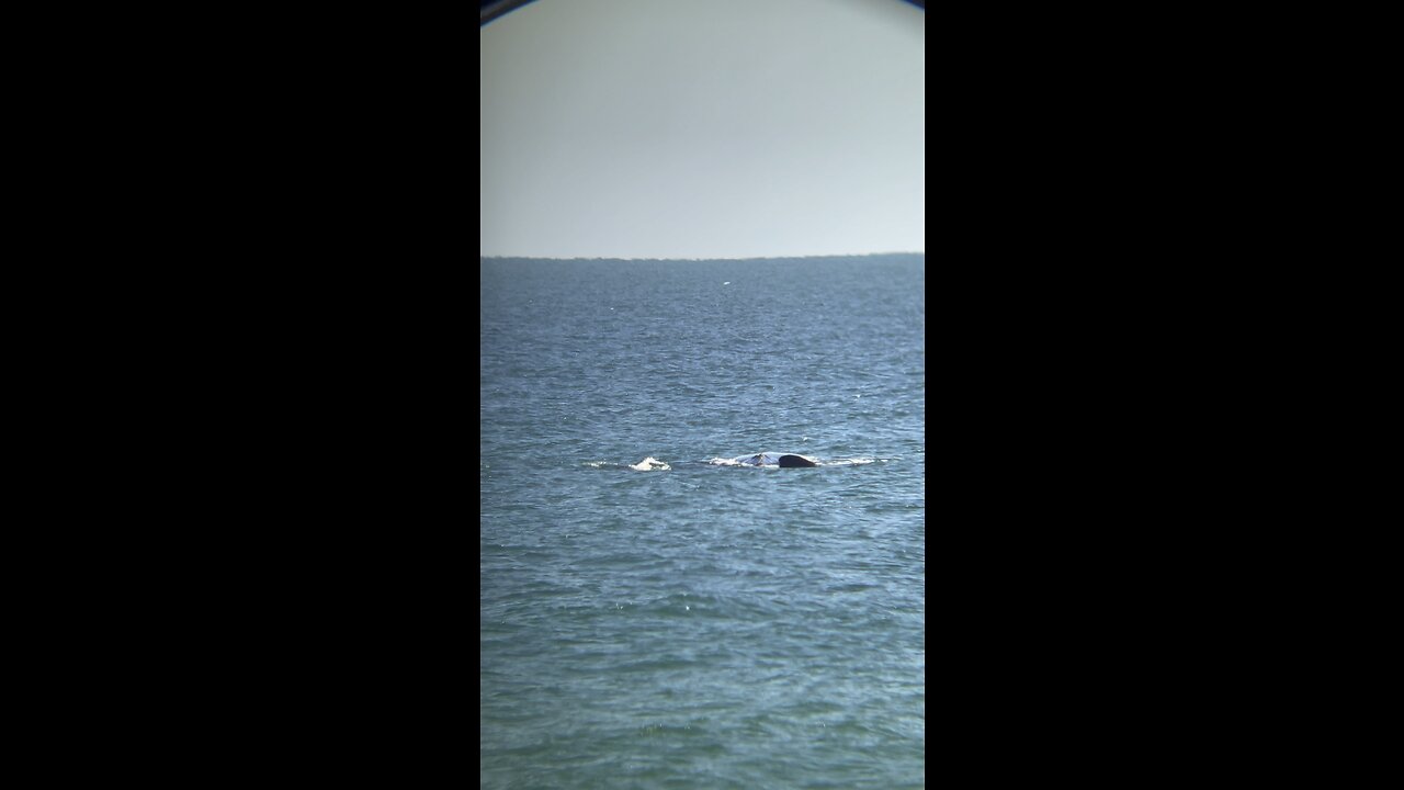 First whale sighting of 2023 ￼