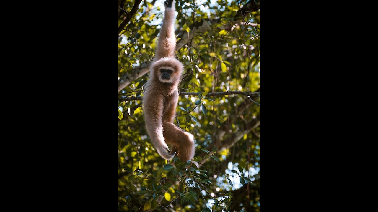 Best Cute Gibbons Playing & Climbing-2023
