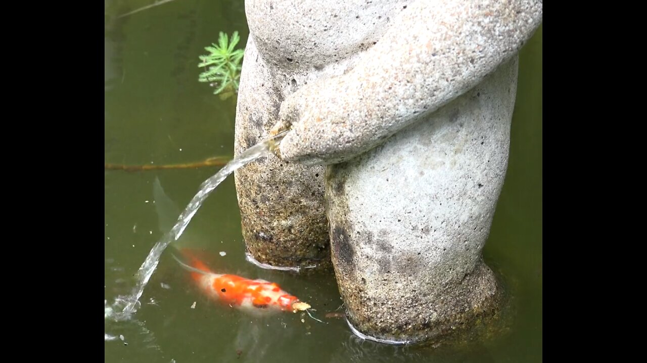 Funny koi fish