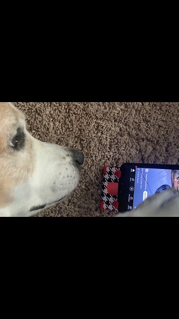 Sam watching Dog video!