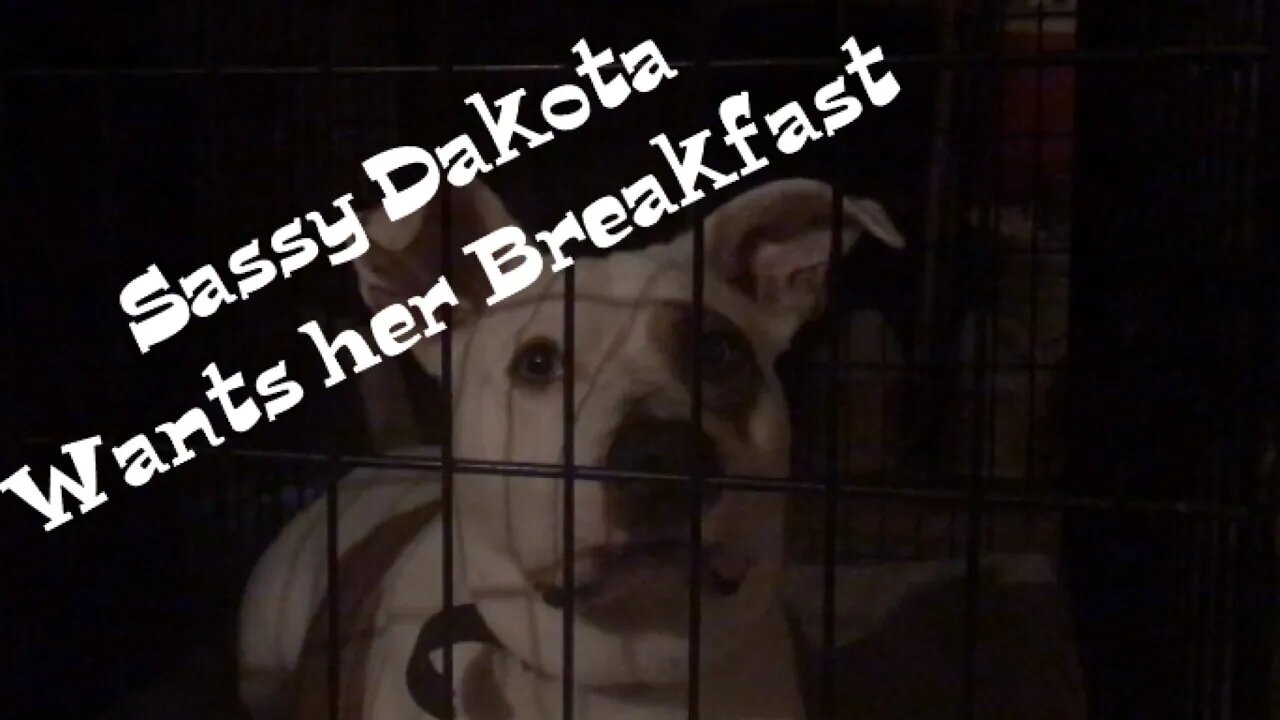 Sassy Dakota Wants Her Breakfast