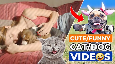 Funny Dogs And Cats 🐶😻 Best Funny Animals Videos 2023
