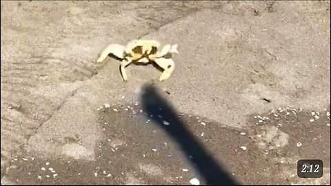 Crab Fights Man's Shadow Daily Dose Of Video