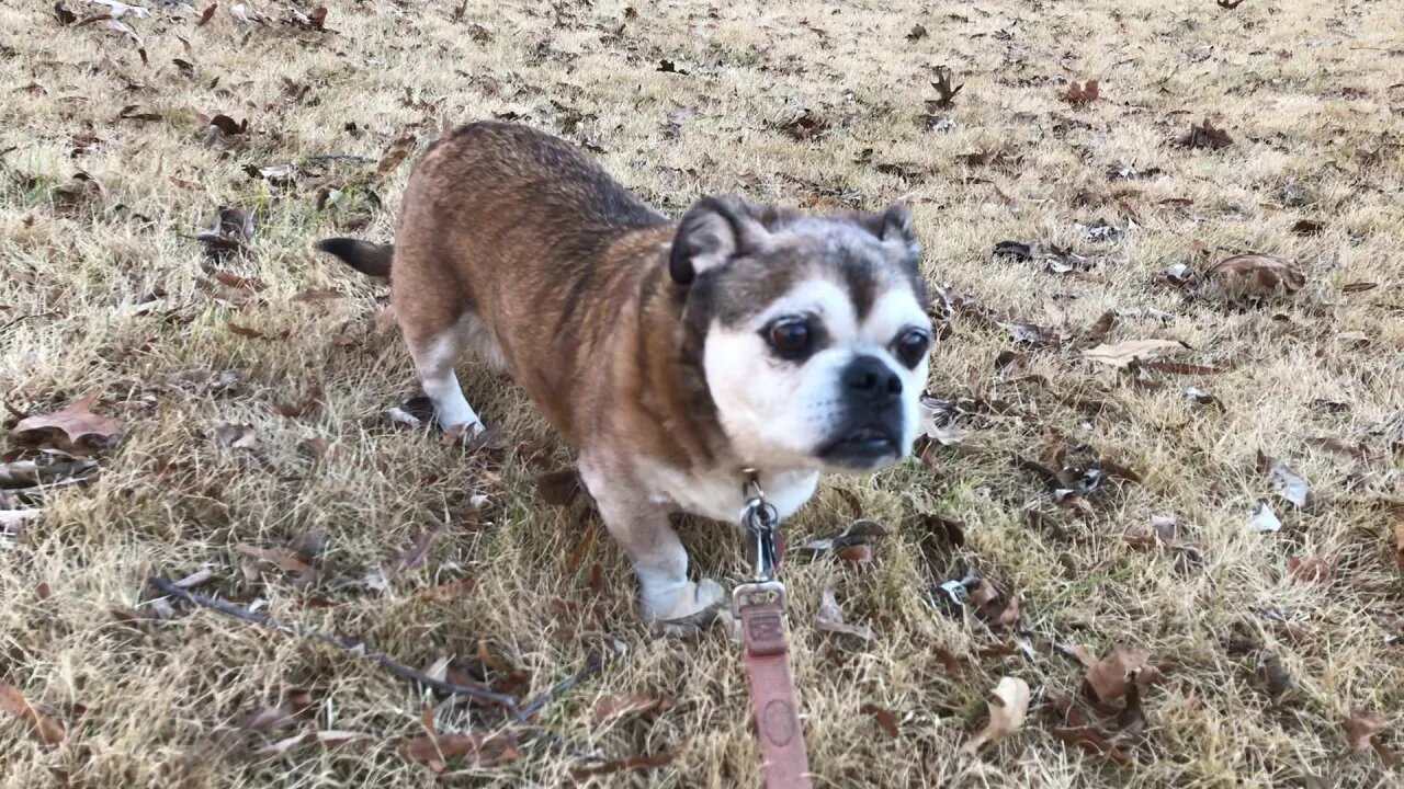 Zola is Feeling Better For Now, She's an Old Dog