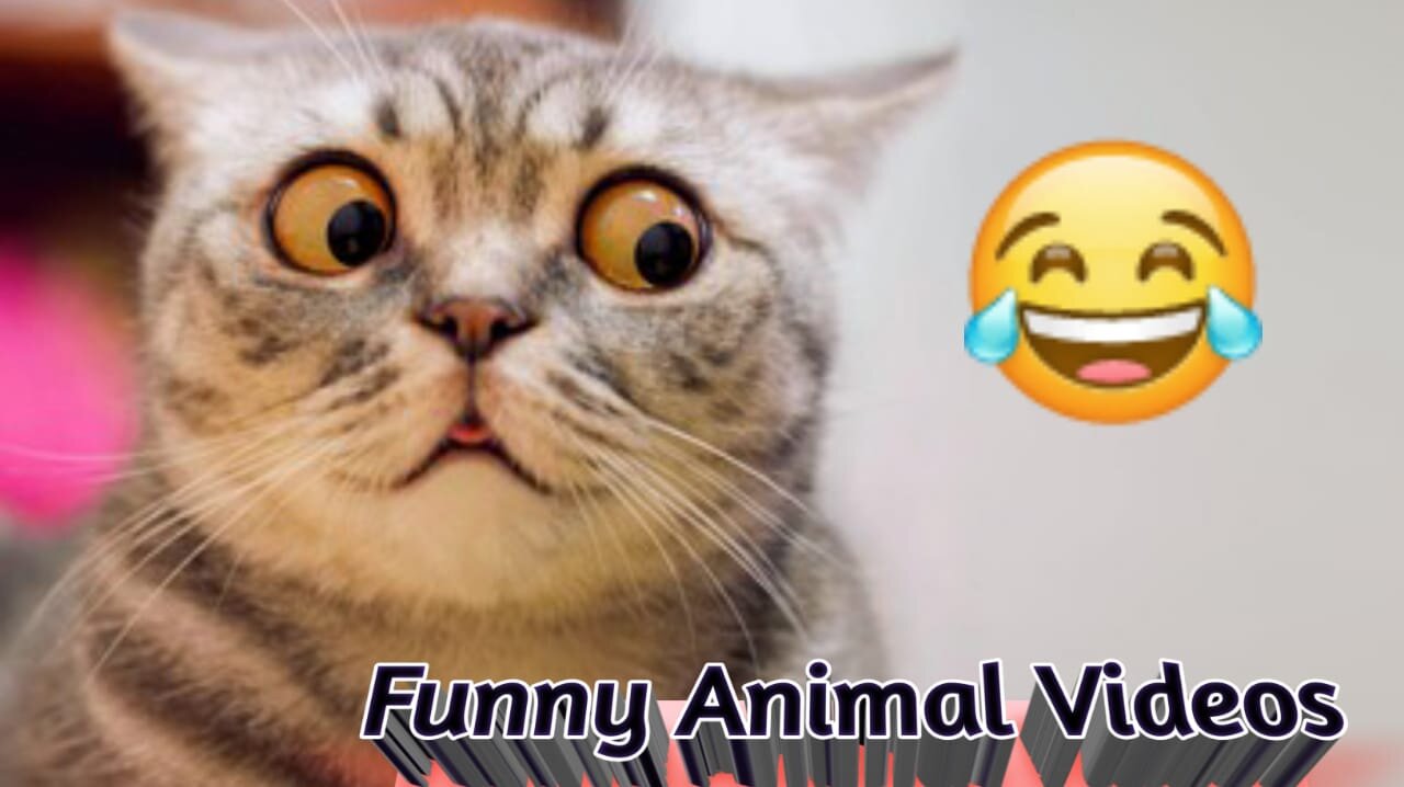 Laugh Until You Cry 🤣🤣🤣These Hilarious Animals 🤣