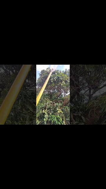 COMO PEGAR MANGA SEM SUBIR NO PÉ