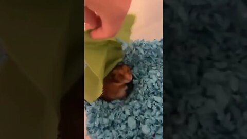 Funny Animals 152 funnycontent707