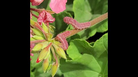 Pink caterpillars in on flowers