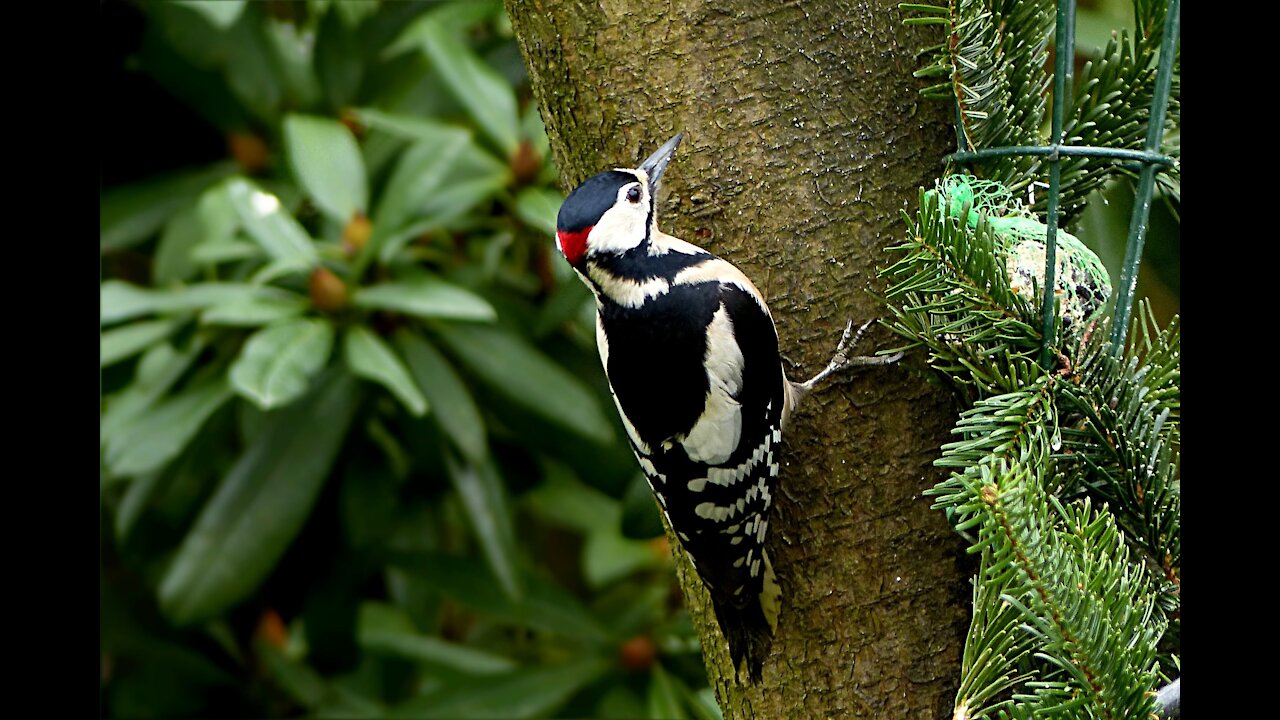 Great Spotted Woodpecker