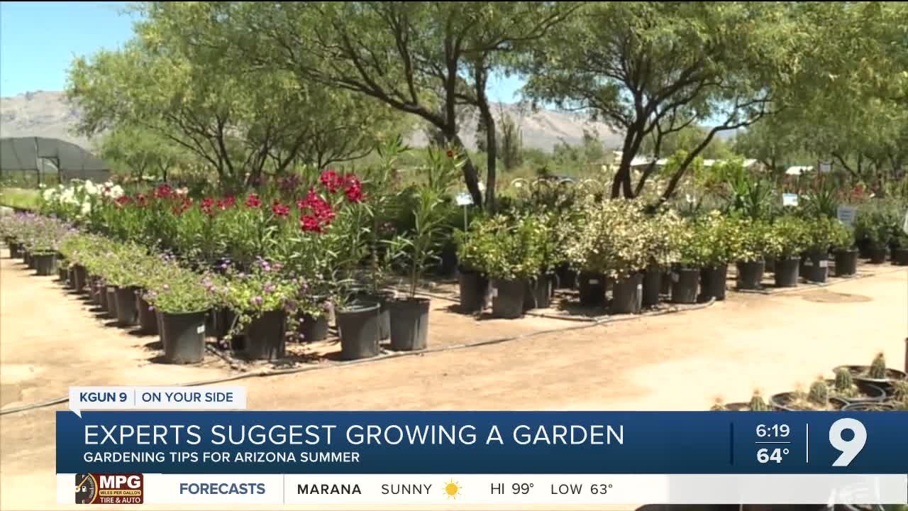 Experts suggest starting a garden to offset rising food costs