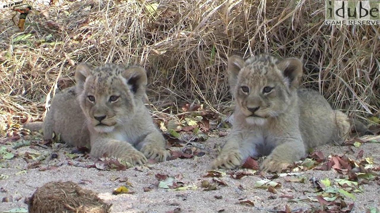 Cute Baby Lions Up Close