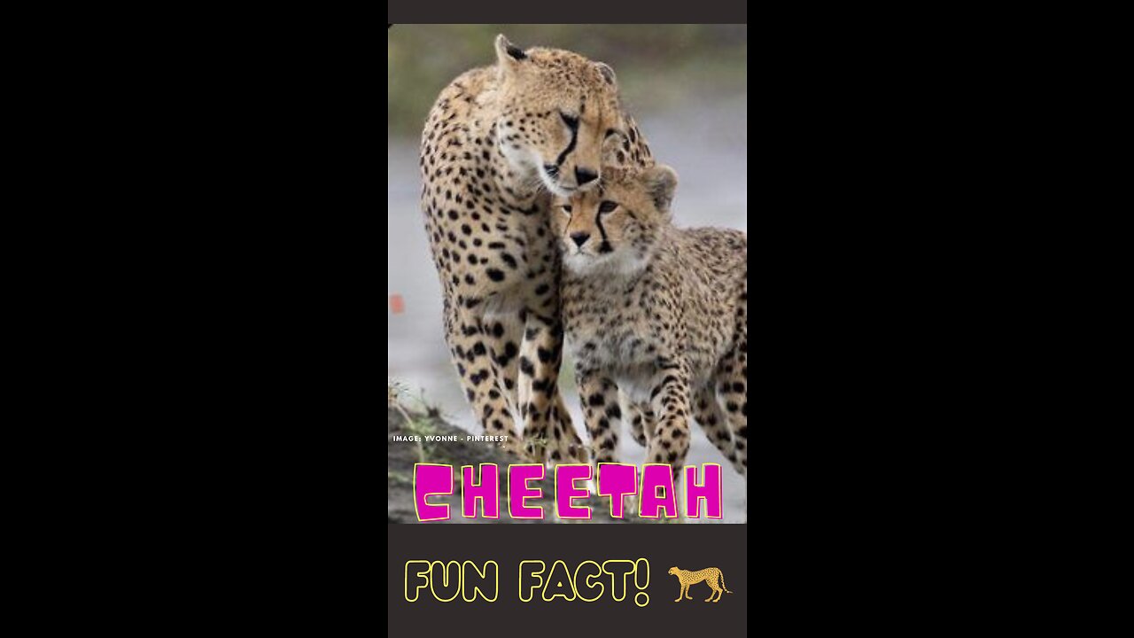 Cheetah Fun Facts for Kids: The Fastest, Cutest, and Chattiest Big Cats