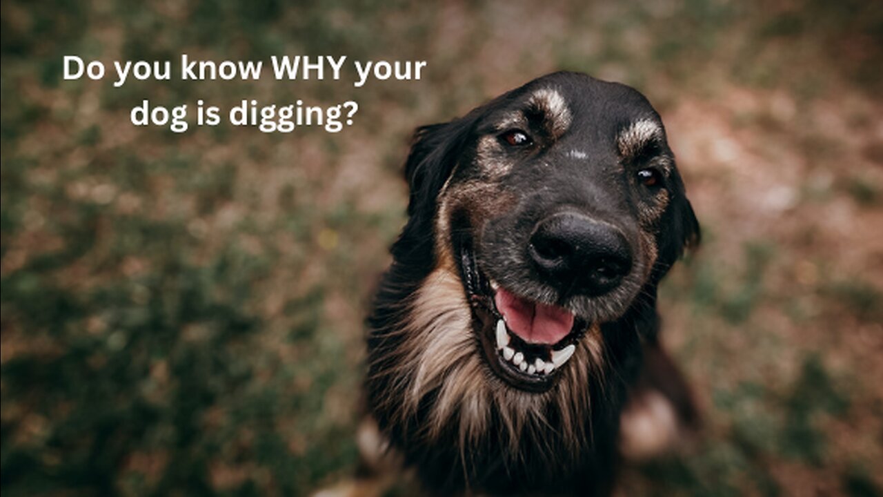 4 reasons WHY your dog digs and how to stop it.