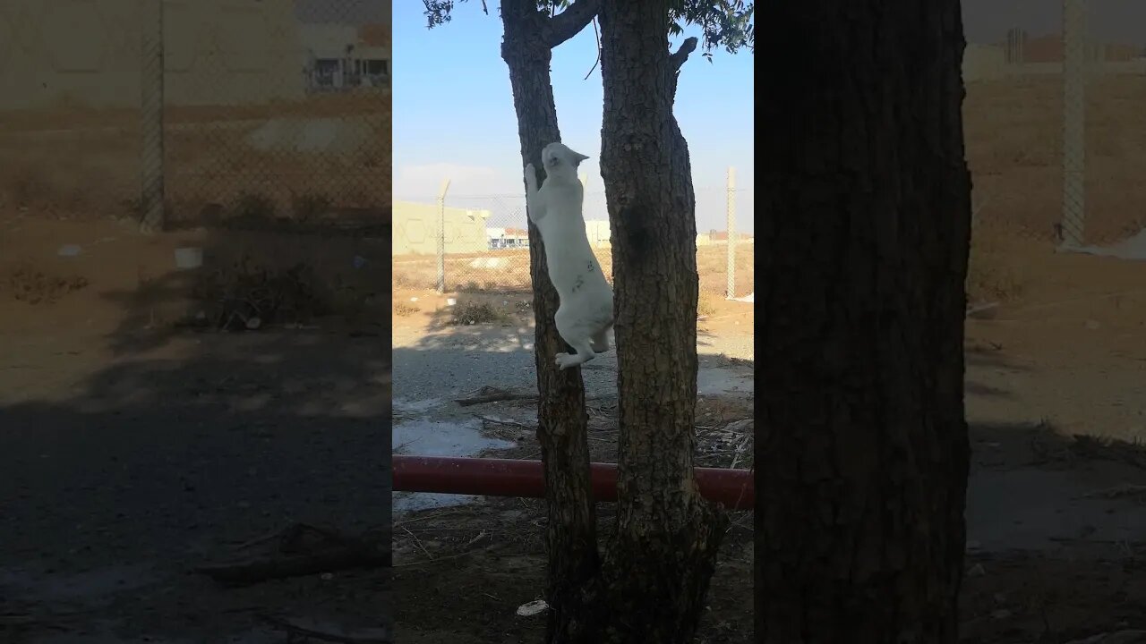 Rosy the Cat Climbing Tree fast - Funny and Cute Cat Video