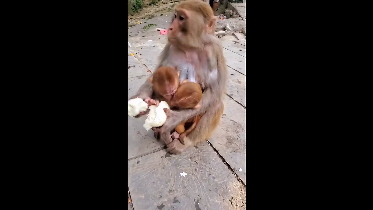 Mother of 2 Baby Monkeys Doesn’t share food with them :(