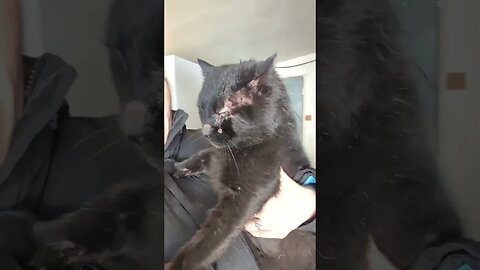 #farm #cat #homesteading