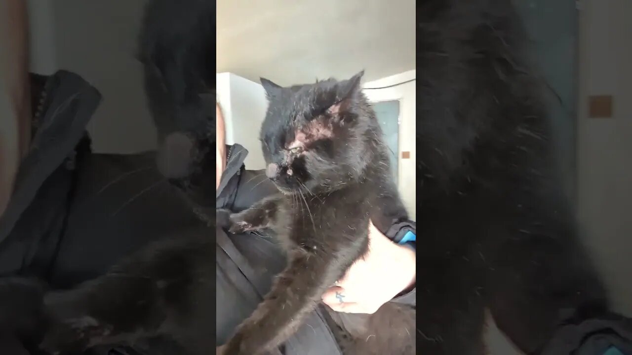 #farm #cat #homesteading