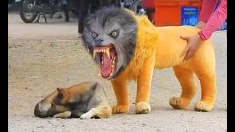 Troll Prank Dog Funny & fake Lion and Fake Tiger Prank To dog & Huge Box Prank to dog