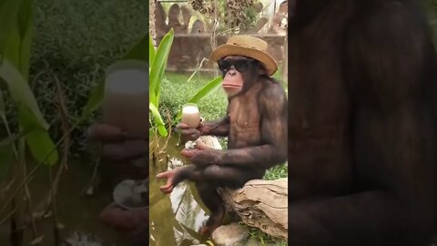 Drink It #Ubertainment #ytshorts #cuteanimals #Animals #monkey #trendingvideo2022 #viralvideo2022