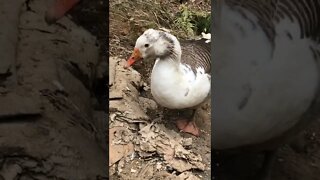 Hanging out with the birds, surprise guest appearance, Arthur