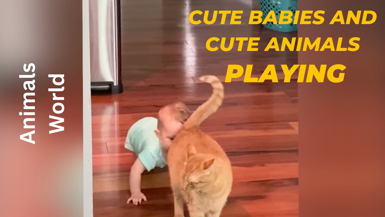 Cute Babies Play With Dogs And Cats Compilation | Funny Animal Video | Cute Cat and Dog Video