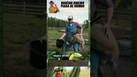 ROGÉRIO RIBEIRO PIADA DE GRINGO
