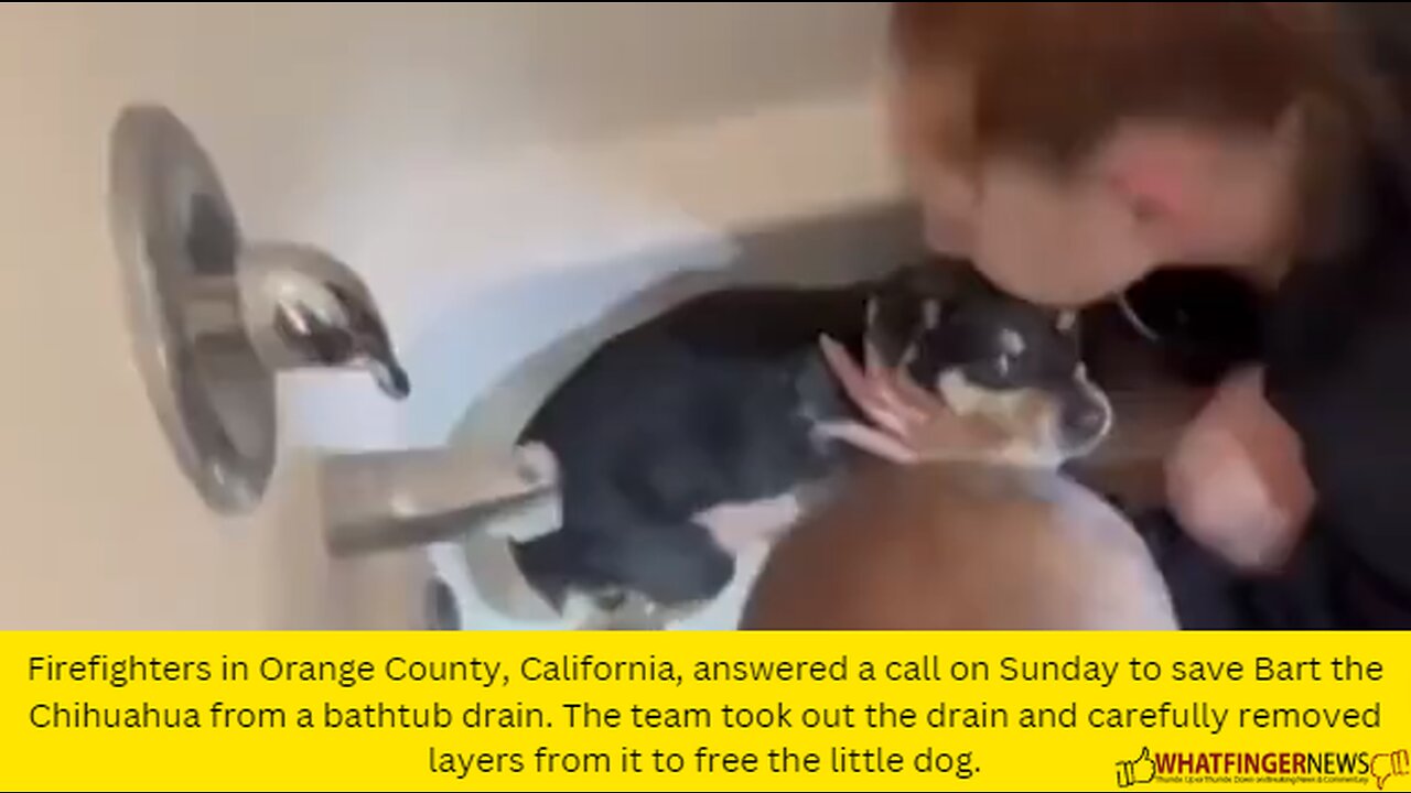 Firefighters in Orange County, California, answered a call on Sunday to save Bart the Chihuahua