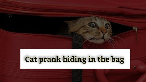 Cat prank hiding in the bag