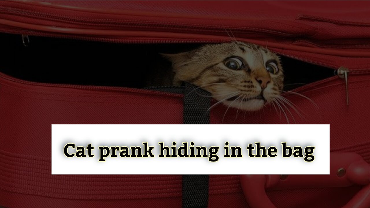 Cat prank hiding in the bag